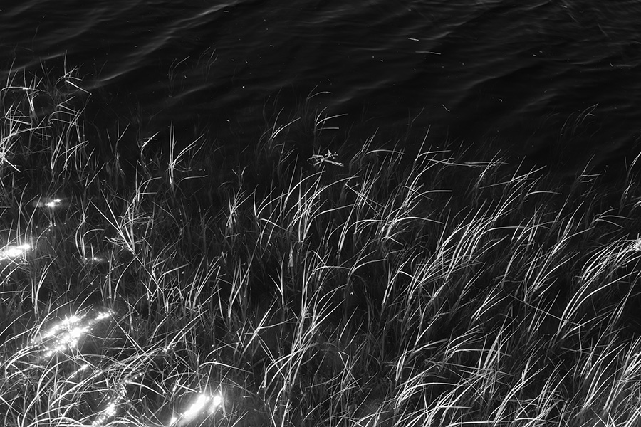 Infrared Photo of Salt Water Ripples Passing Through Salt Marsh Weeds.